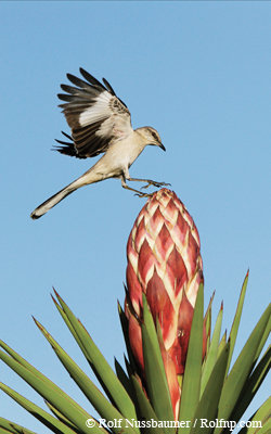 mockingbird